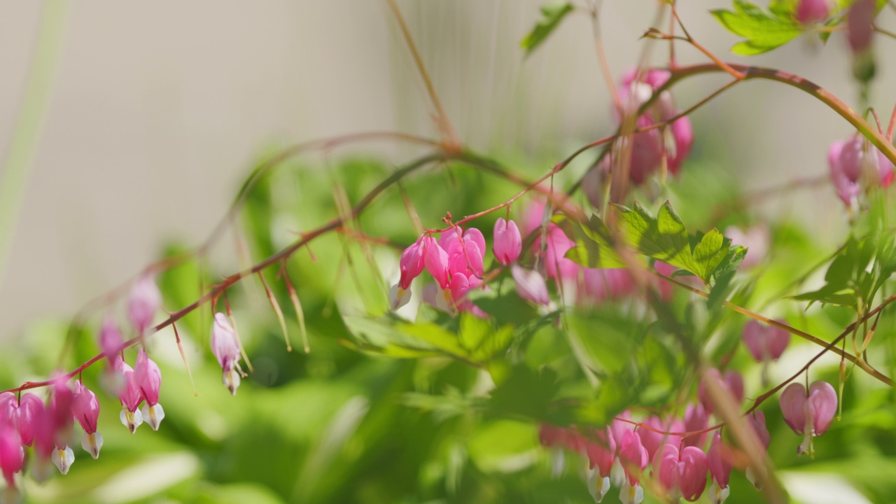 血淋淋的拉丁词，dicentra formosa。野花——西部流血的心。缓慢的运动。视频素材