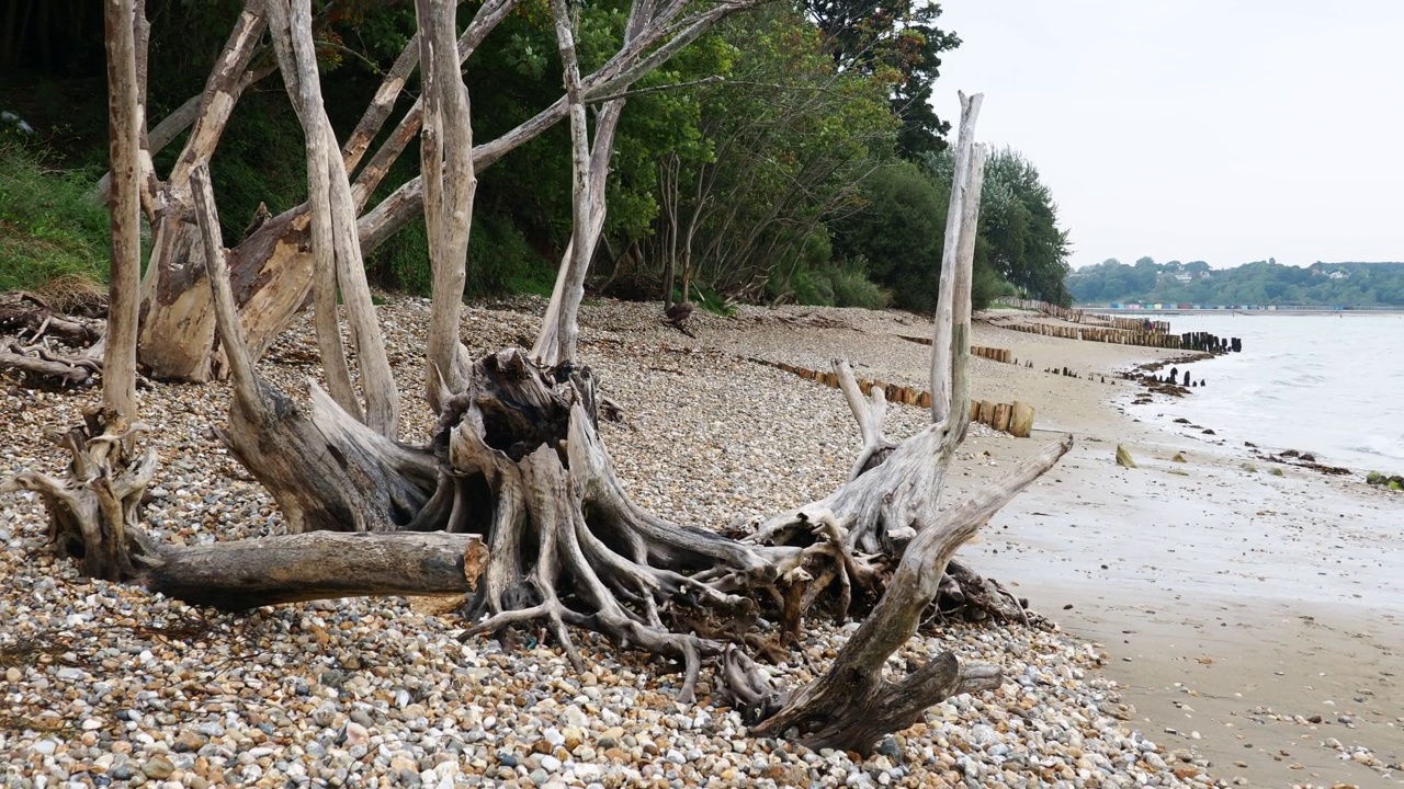 在英国怀特岛东部的前陆，经过快速的海岸侵蚀后，海滩上的树木。视频素材