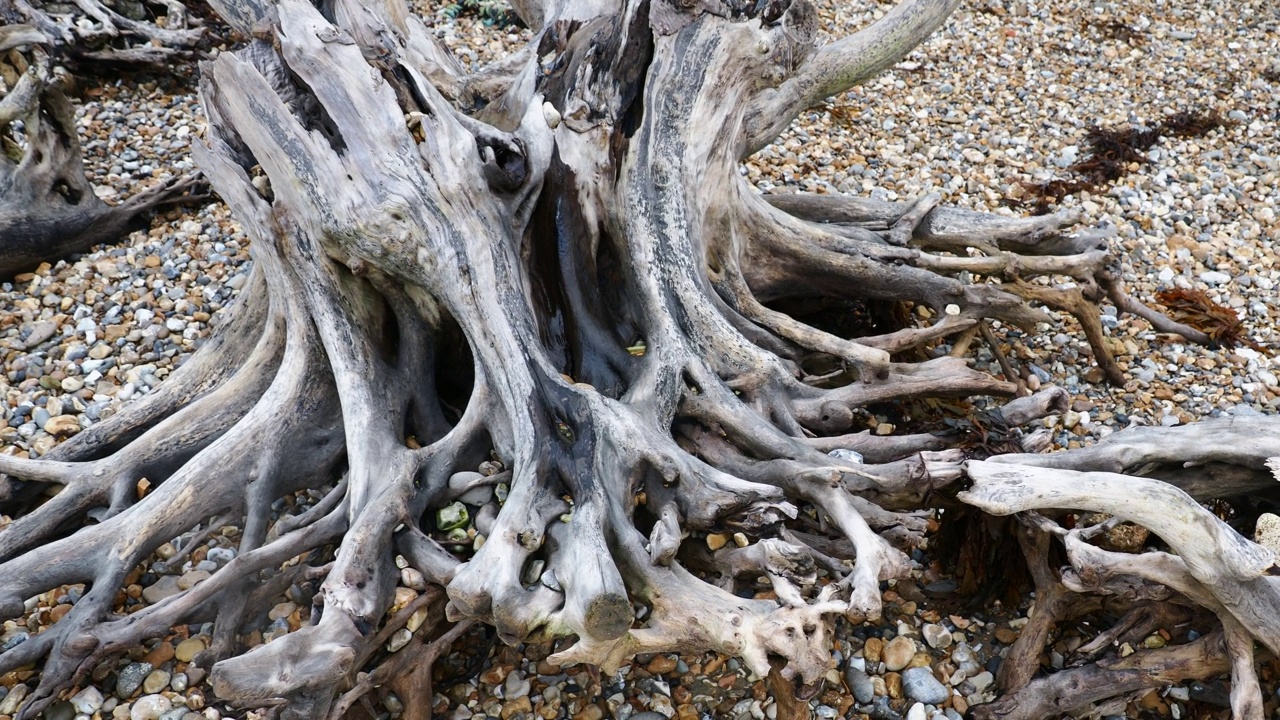 在英国怀特岛东部的前陆，经过快速的海岸侵蚀后，海滩上的树木。视频素材