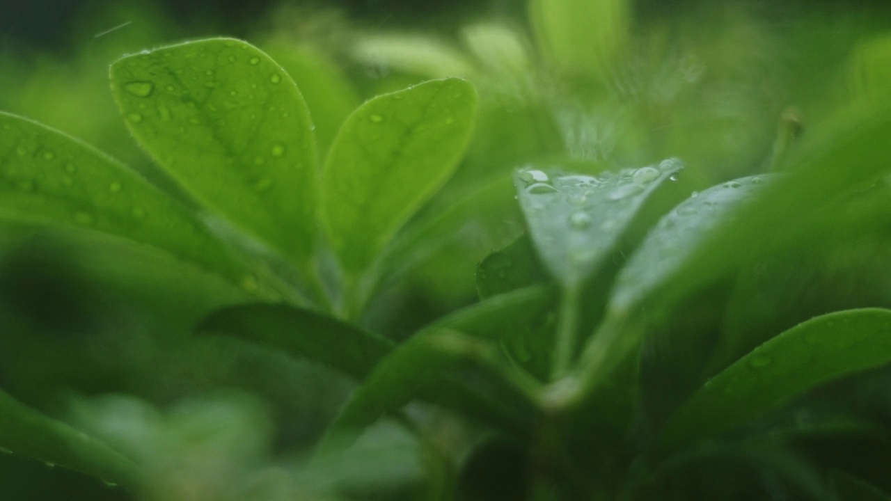 雨点落在绿叶上视频素材