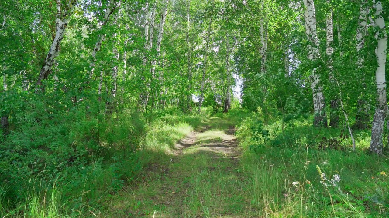 乡间小路上一片夏林，微风轻拂，风景静摄视频素材