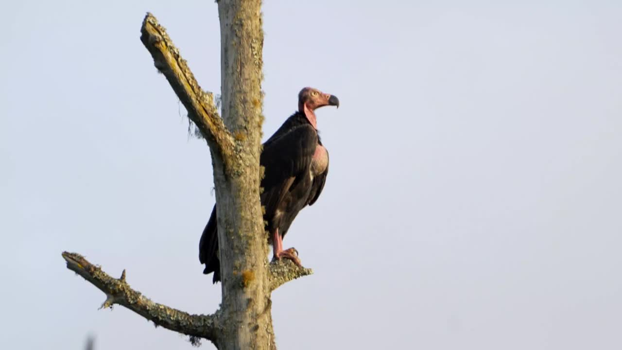 红头秃鹰(Sarcogyps calvus)视频素材