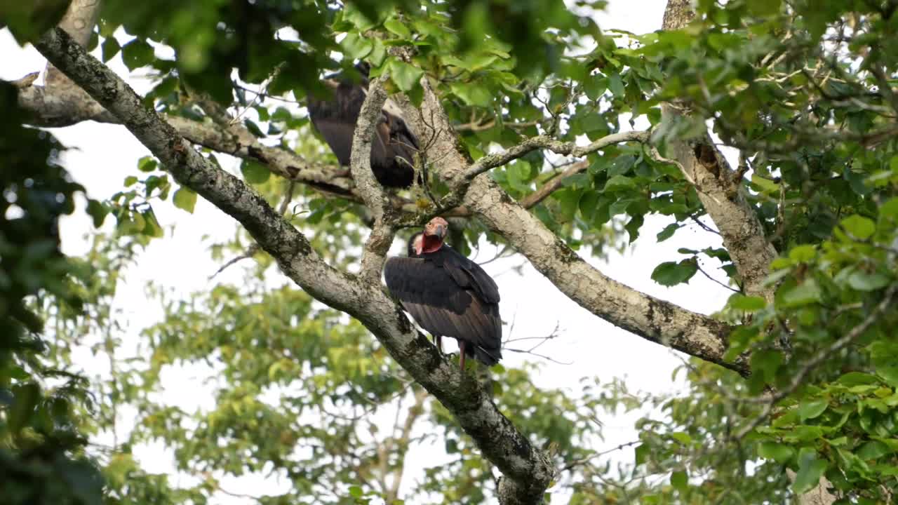 红头秃鹰(Sarcogyps calvus)视频素材