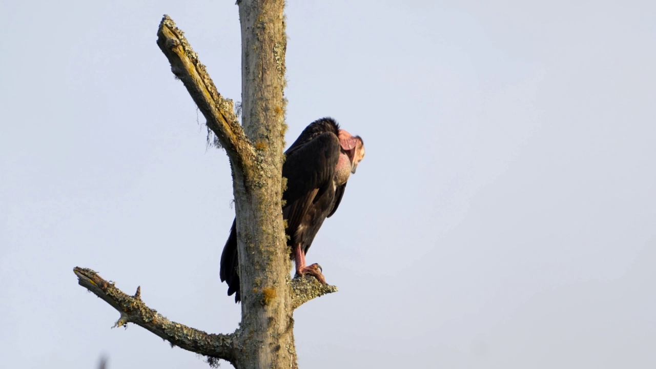 红头秃鹰(Sarcogyps calvus)视频素材