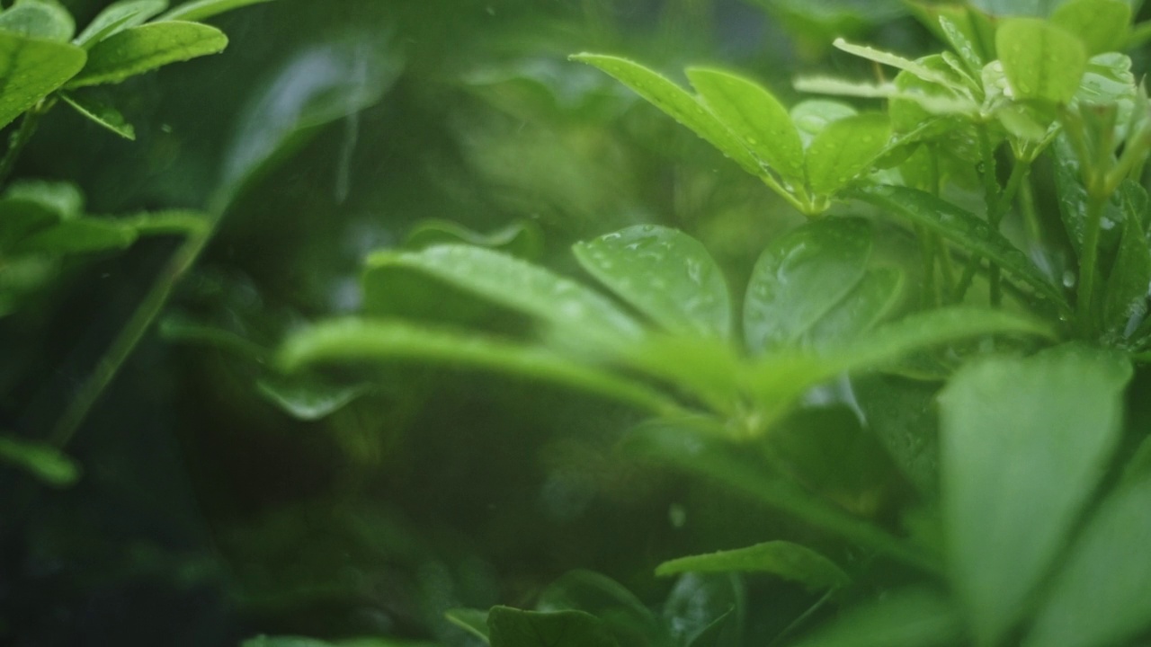 雨点落在绿叶上视频素材