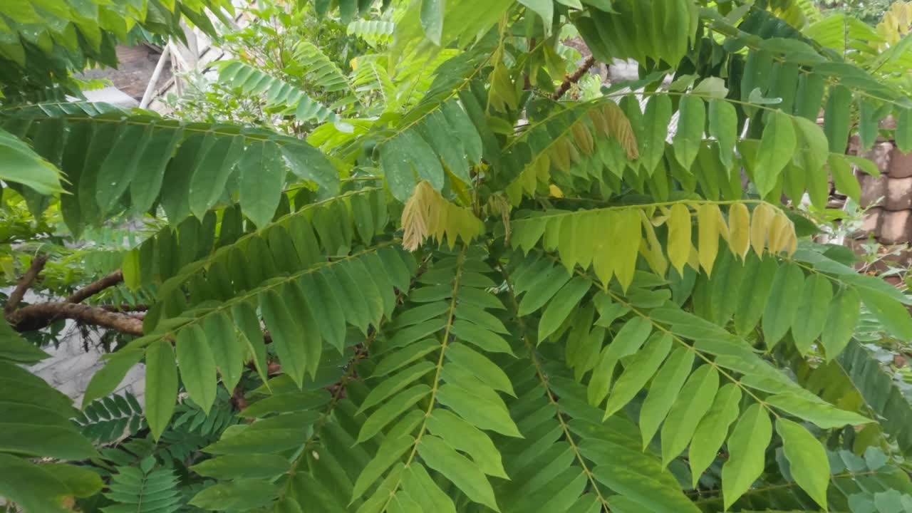 近距离拍摄的绿蕨草叶子视频素材