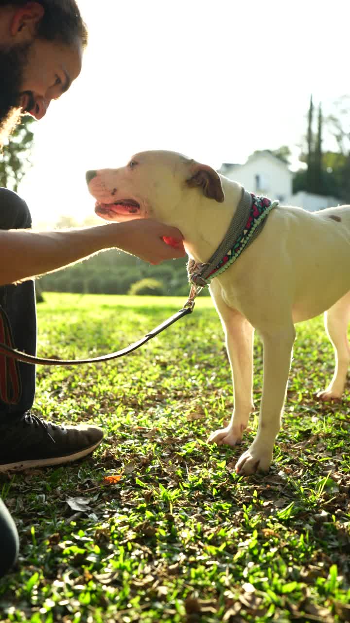 有人在公园里爱抚他的比特犬视频素材