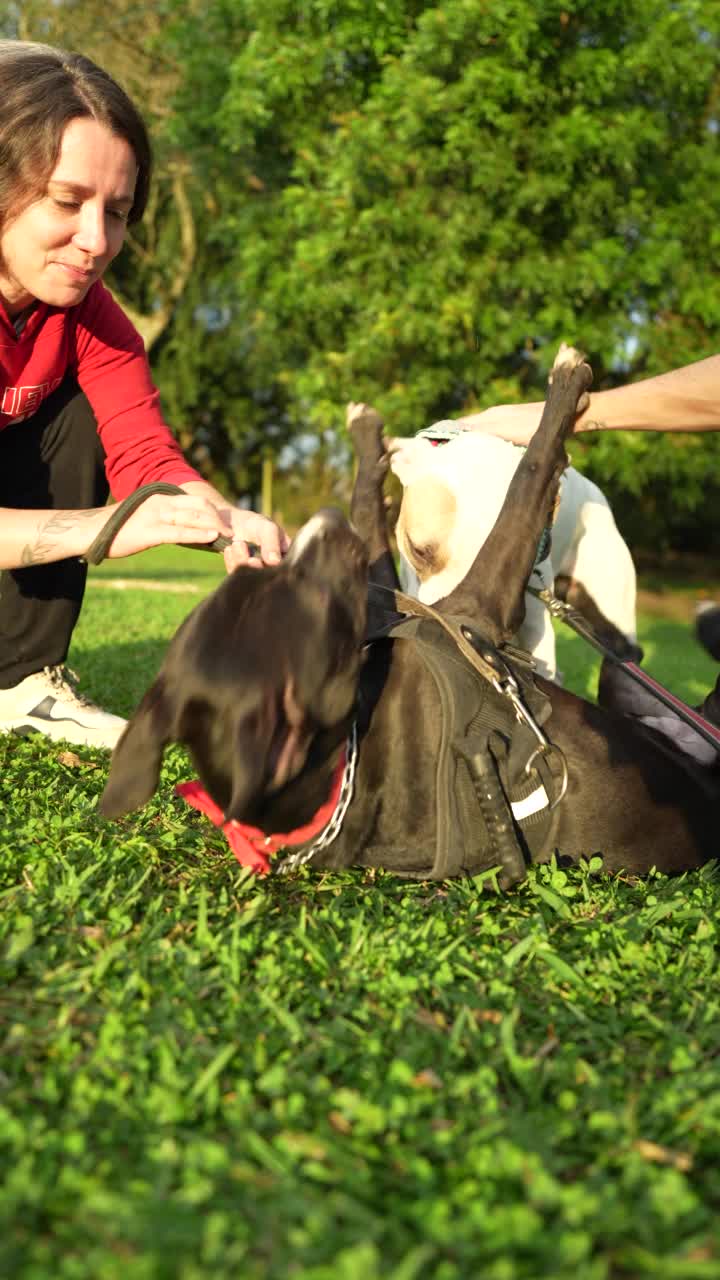 斗牛犬在主人的监督下一起玩耍视频素材