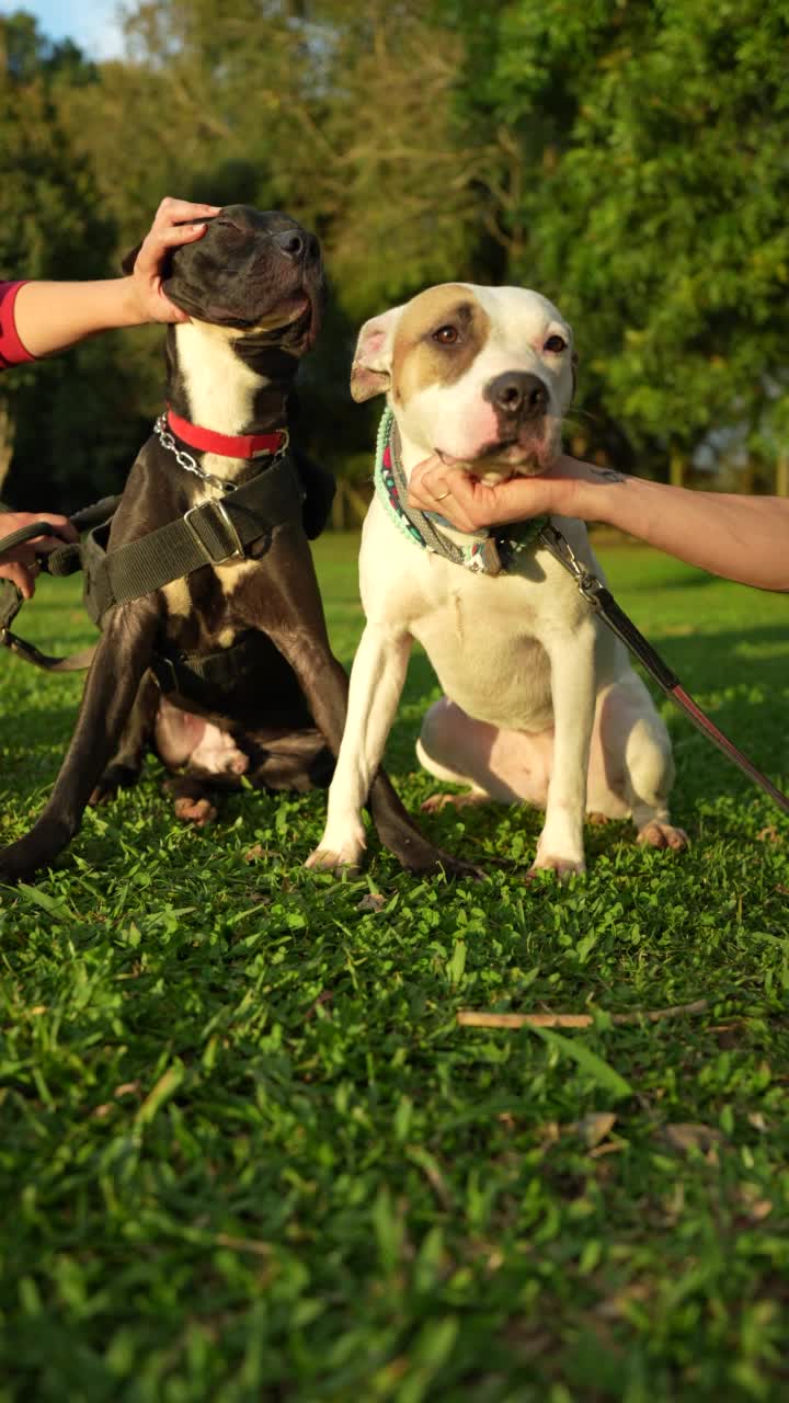 比特犬坐下来被主人宠爱视频素材