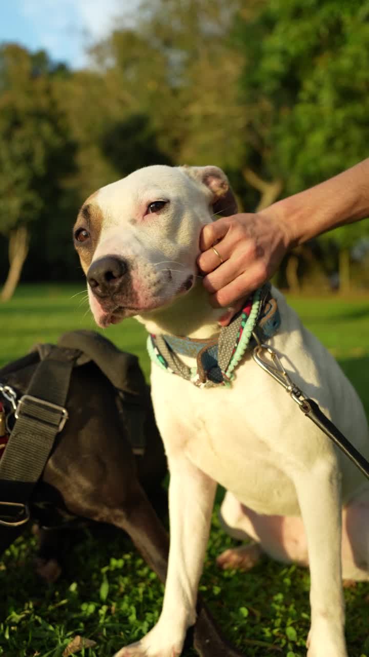 可爱的比特犬被主人爱抚着视频素材