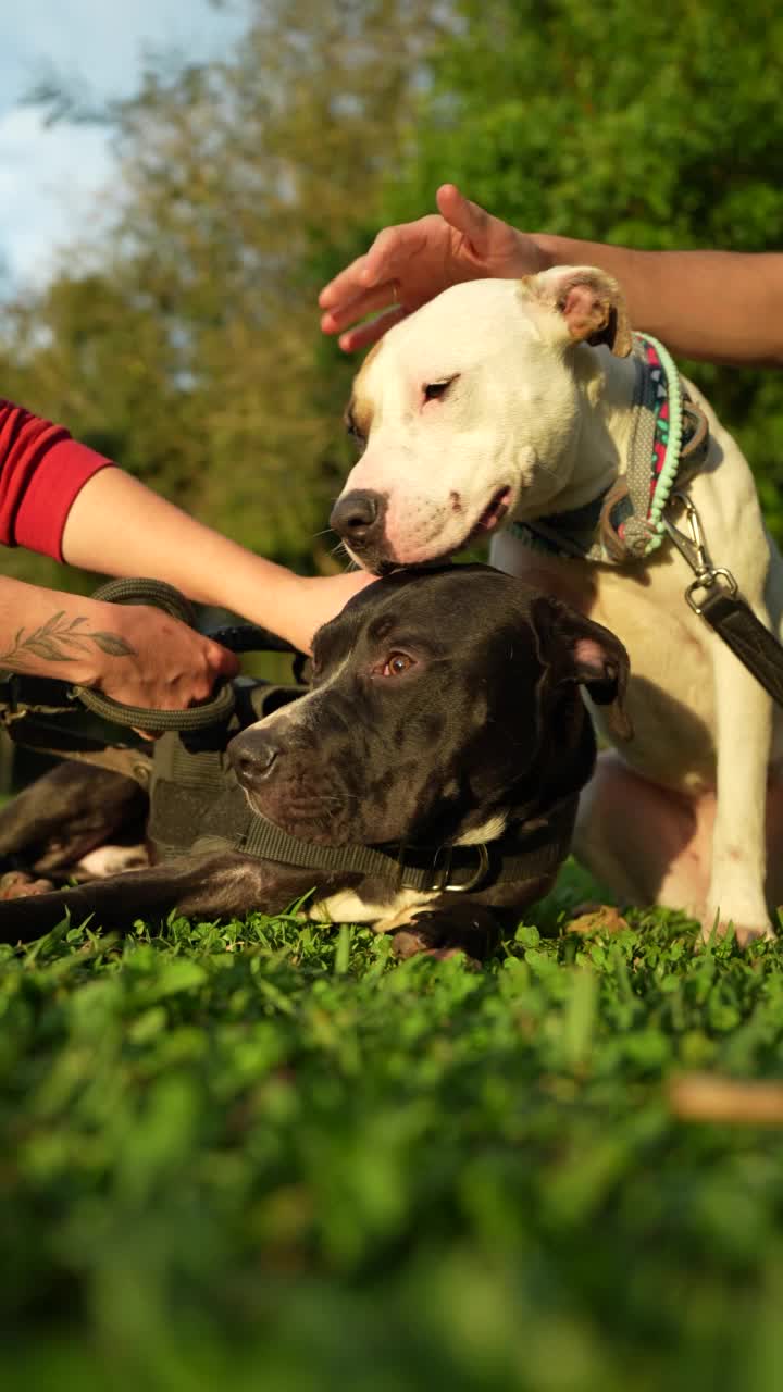 爱抚深情的比特犬视频素材