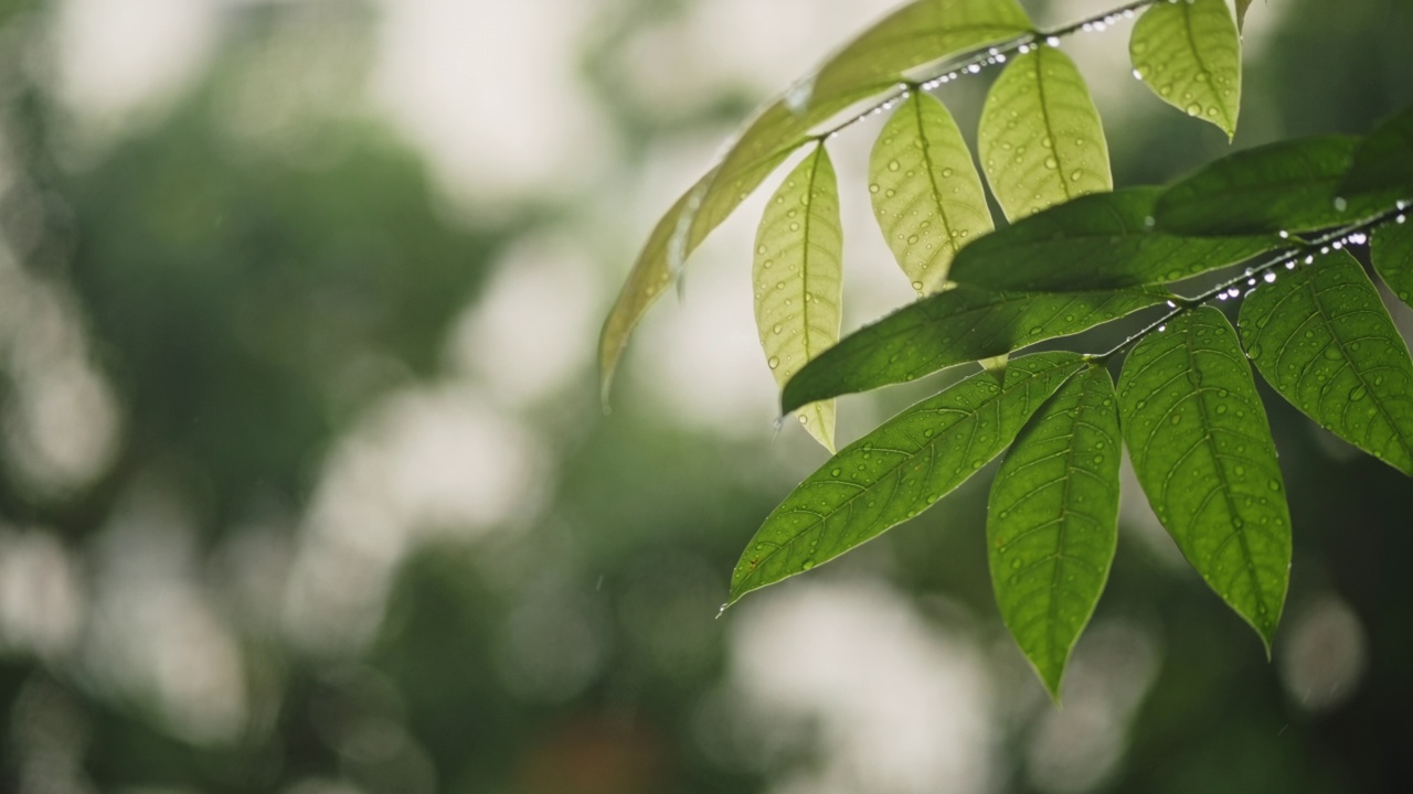 雨点落在绿叶上视频素材