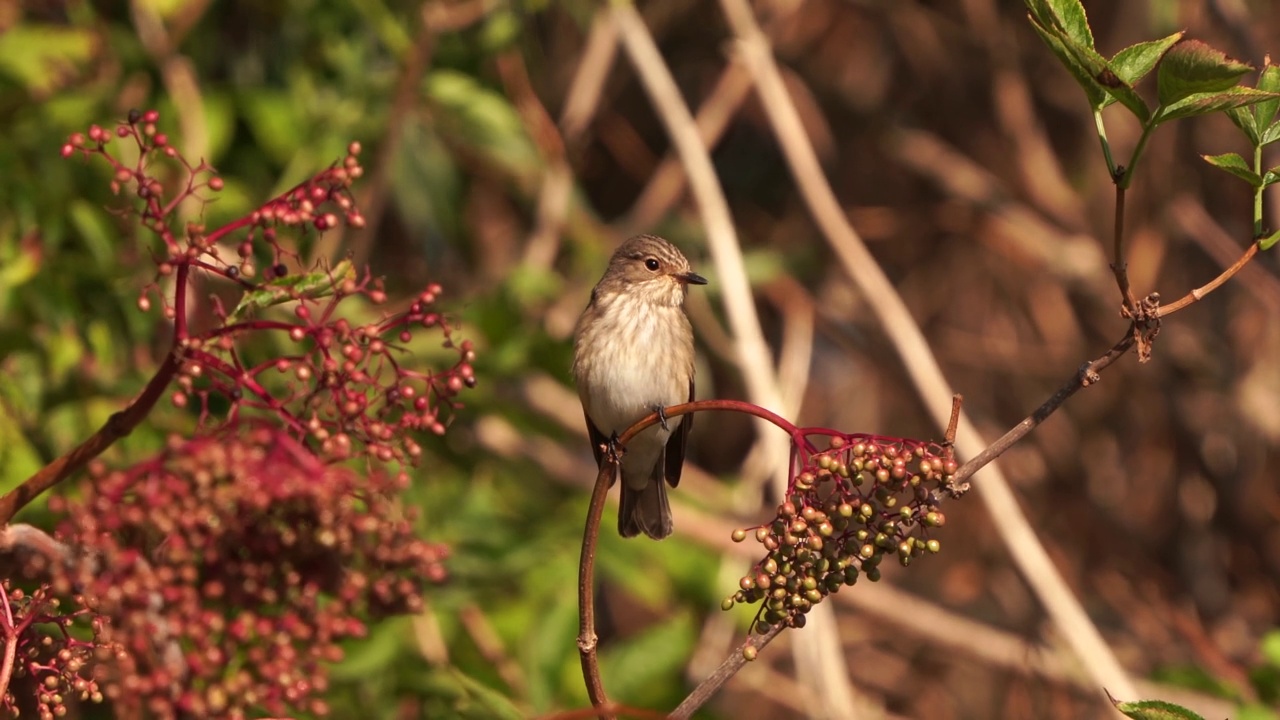 一只斑蝇(Muscicapa striata)在树枝上保持平衡视频素材