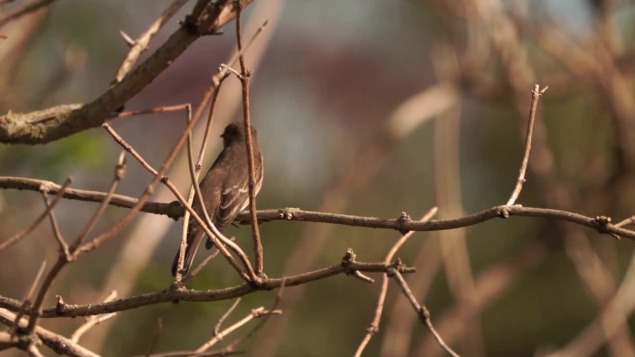 一只斑蝇(Muscicapa striata)在树枝上保持平衡视频素材