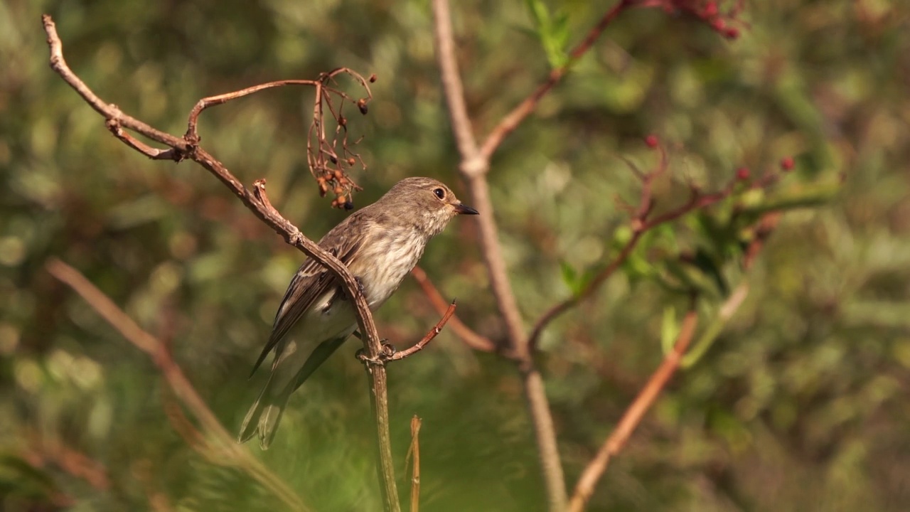 一只斑蝇(Muscicapa striata)在树枝上保持平衡视频素材