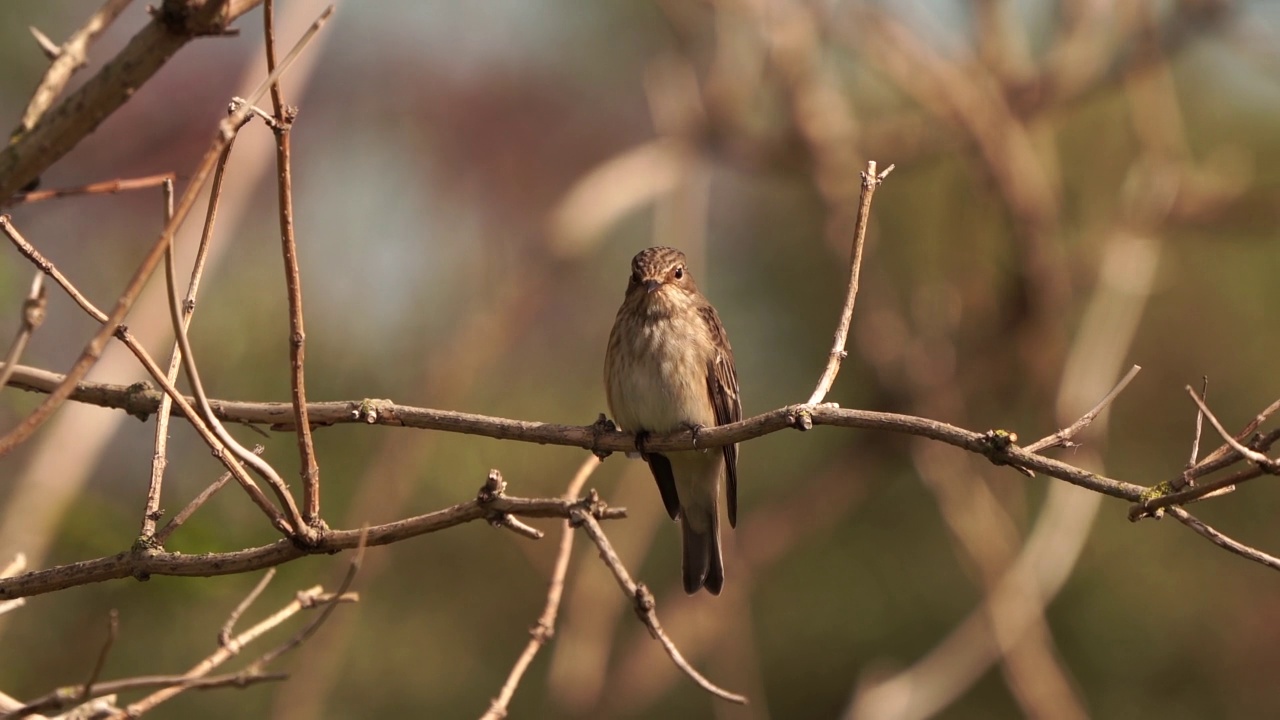 一只斑蝇(Muscicapa striata)在树枝上保持平衡视频素材