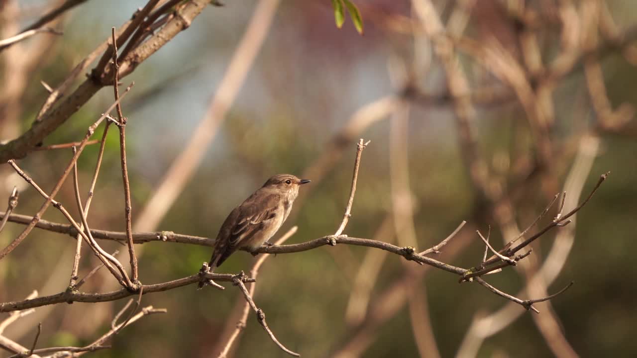 一只斑蝇(Muscicapa striata)在树枝上保持平衡视频素材