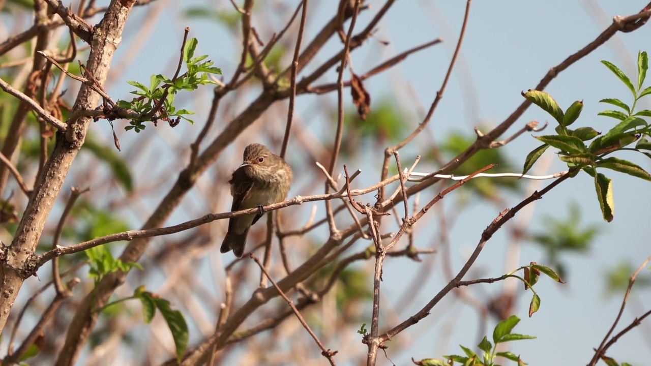 一只斑蝇(Muscicapa striata)在树枝上保持平衡视频素材