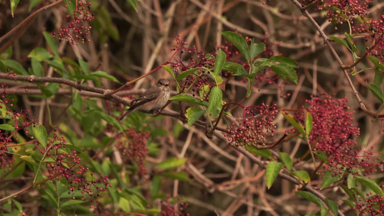 一只斑蝇(Muscicapa striata)在树枝上保持平衡视频素材