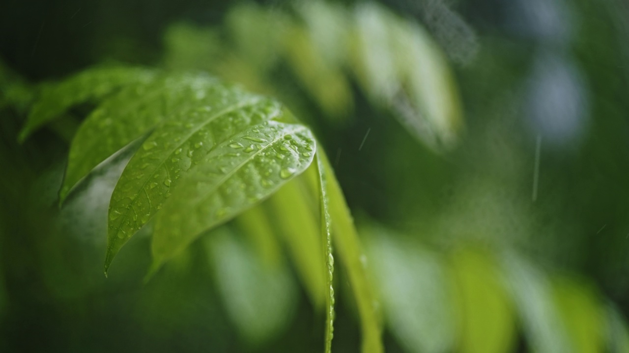 雨点落在绿叶上视频素材