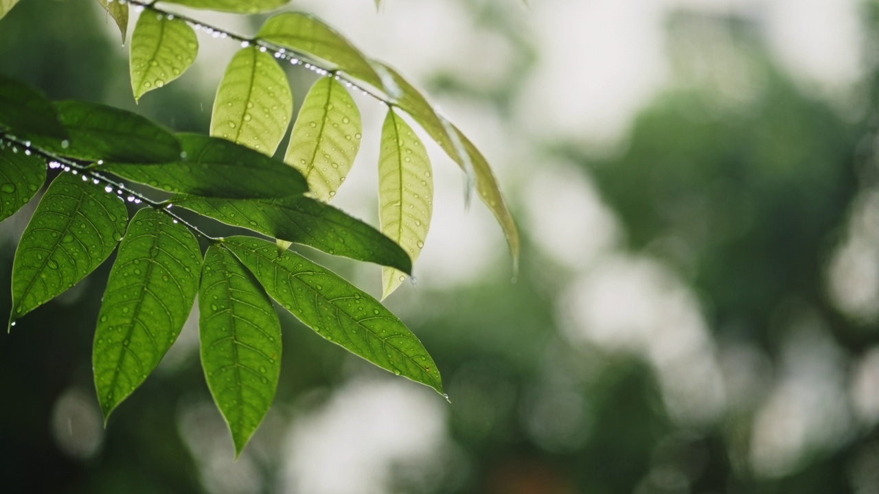 雨点落在绿叶上视频素材