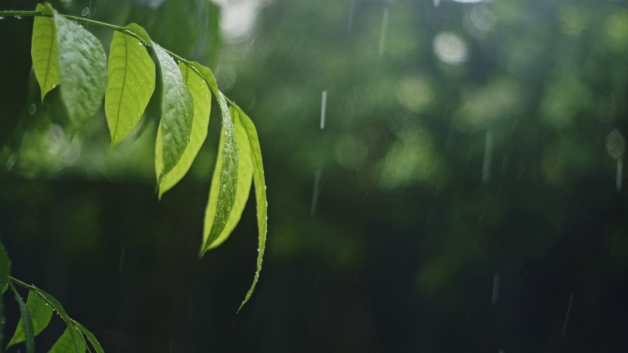 雨点落在绿叶上视频素材