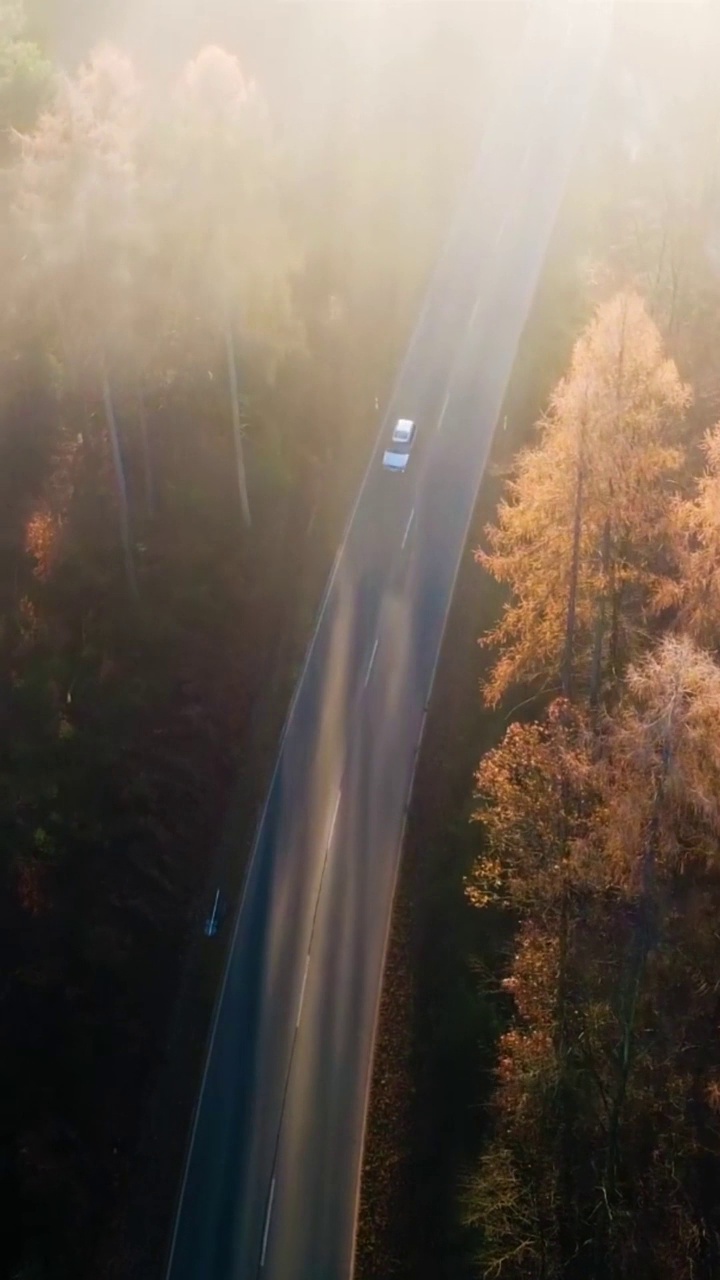 阳光下穿过树林的道路的垂直鸟瞰图视频素材