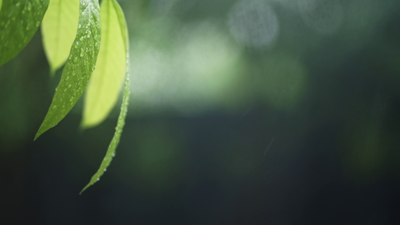 雨点落在绿叶上视频素材