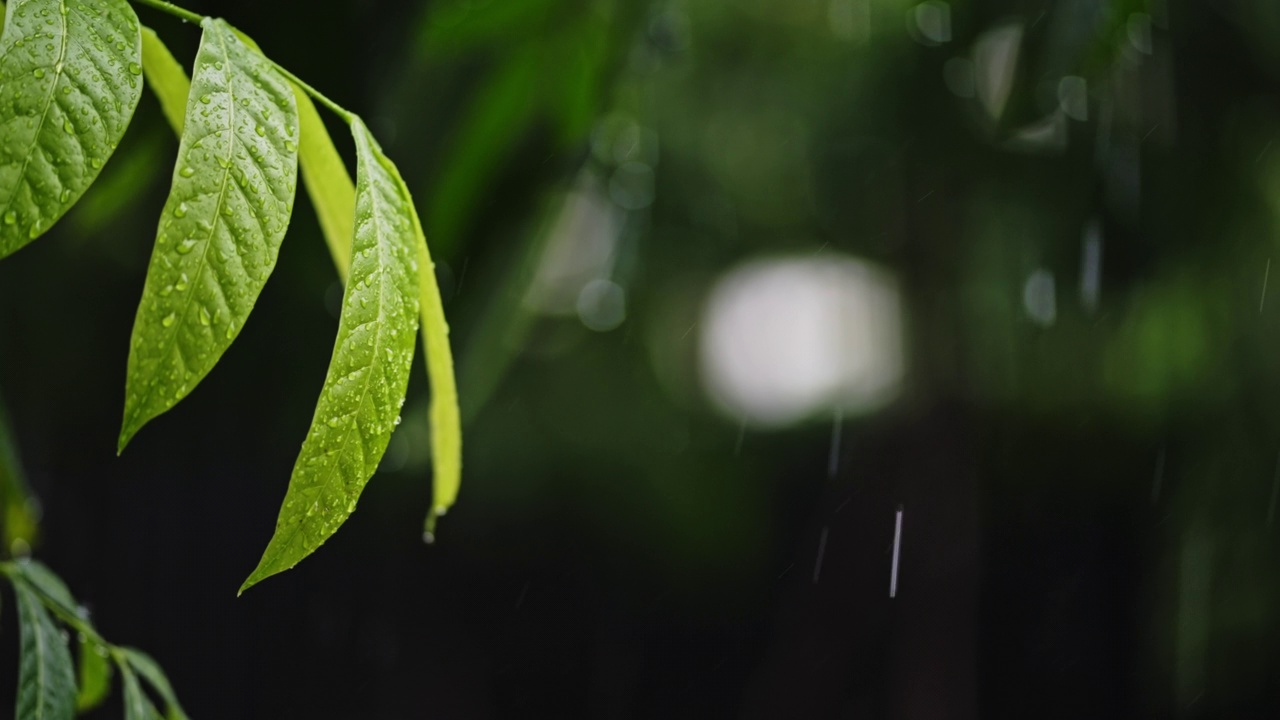 雨点落在绿叶上视频素材