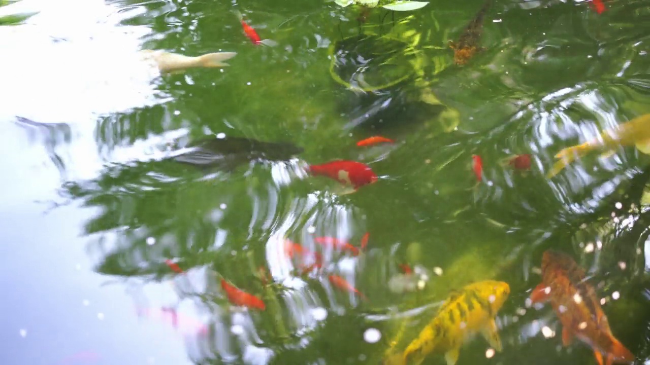 五颜六色的鱼在花园的池塘里游泳。视频素材