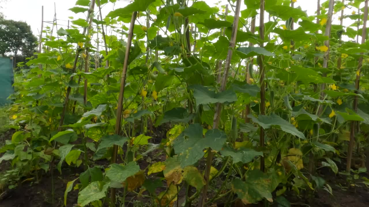 在黄瓜地里，一株开着黄色花朵的成年黄瓜植株在果实生长期间的特写视频素材