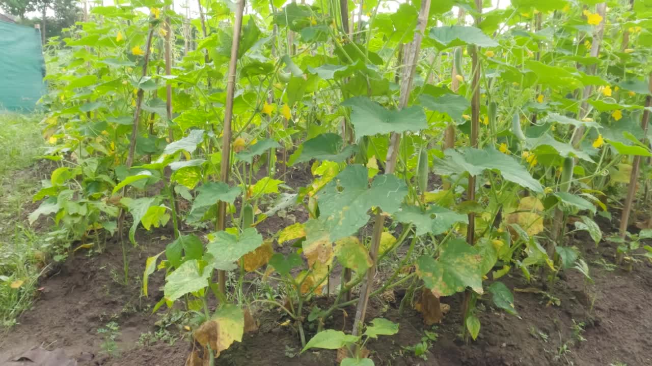 在黄瓜地里，一株开着黄色花朵的成年黄瓜植株在果实生长期间的特写视频素材