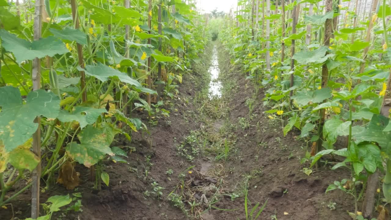 在黄瓜地里，一株开着黄色花朵的成年黄瓜植株在果实生长期间的特写视频素材