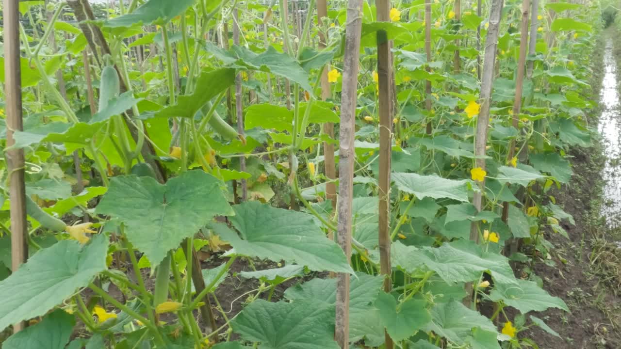 在黄瓜地里，一株开着黄色花朵的成年黄瓜植株在果实生长期间的特写视频素材