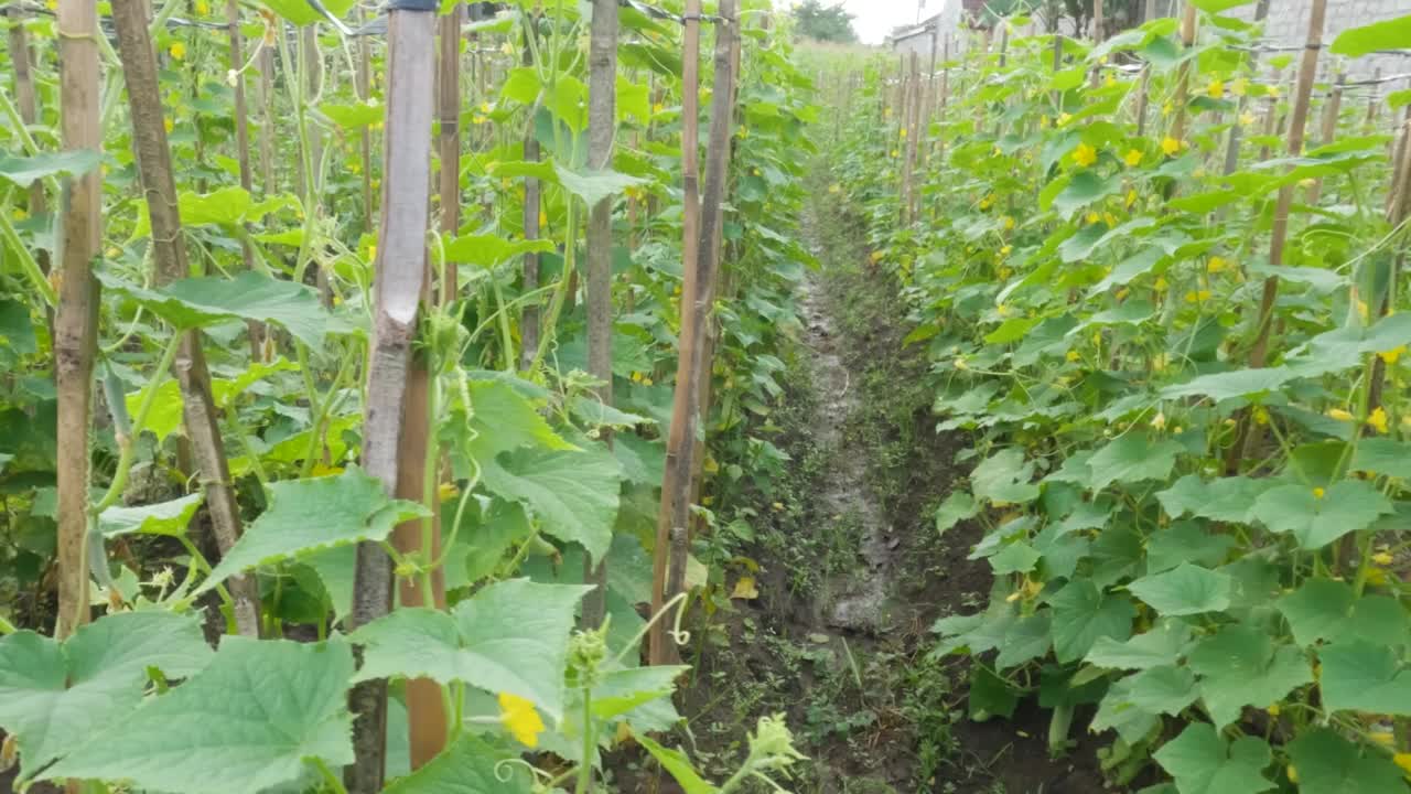 在黄瓜地里，一株开着黄色花朵的成年黄瓜植株在果实生长期间的特写视频素材