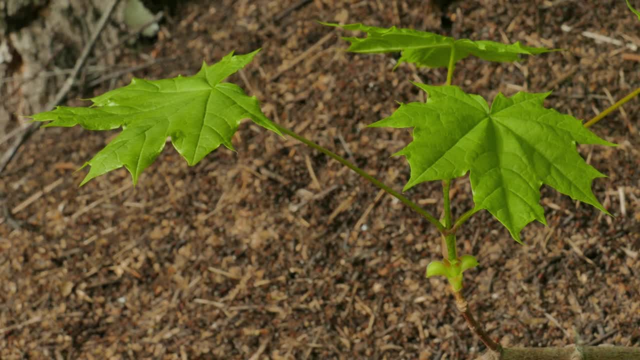 风在蚁丘上摇动着带着枫叶的树枝视频下载