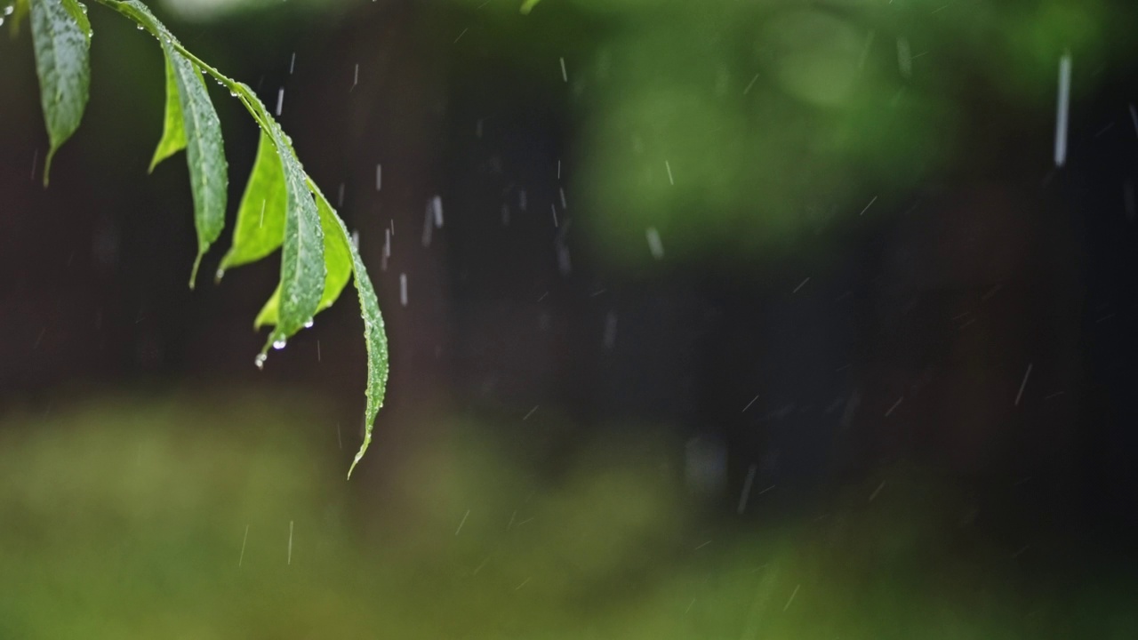 雨点落在绿叶上视频素材