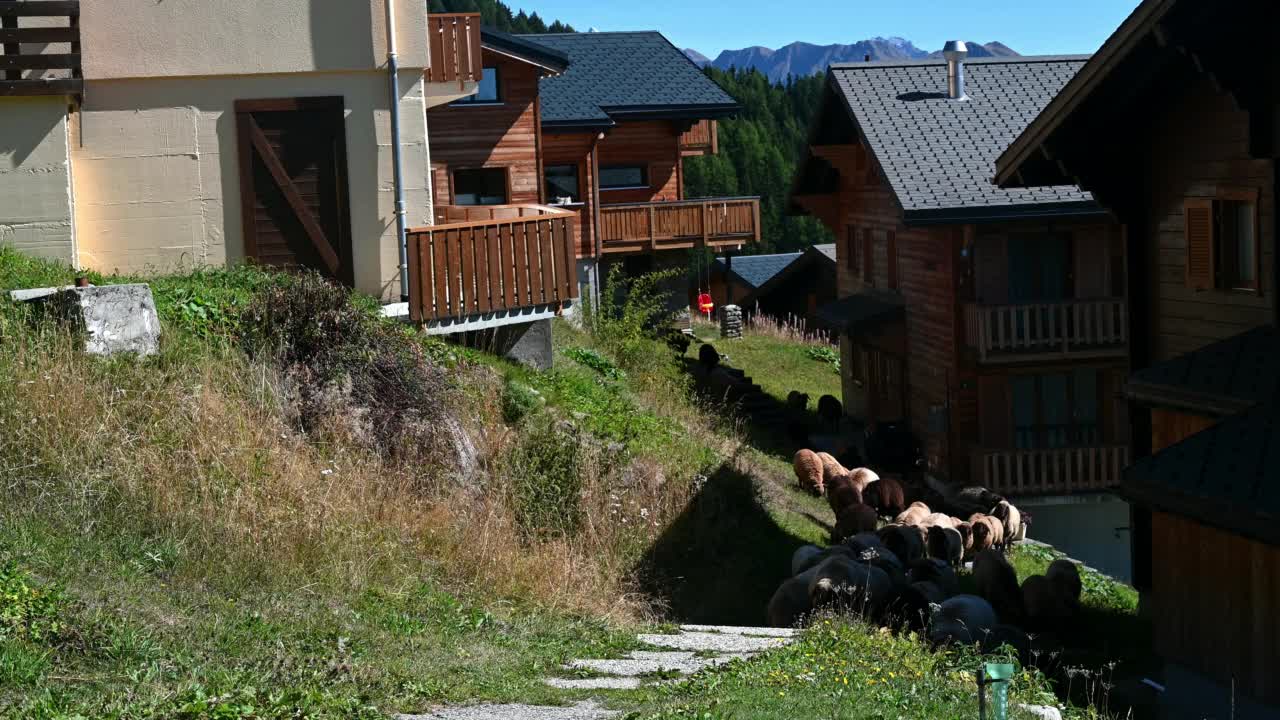 村子里的一群羊。实时绵羊跑在木制瑞士小屋前面。Bettmeralp,瑞士。视频素材