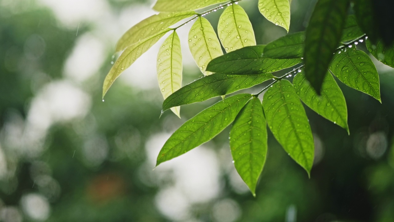 雨落在绿叶上，慢动作视频素材