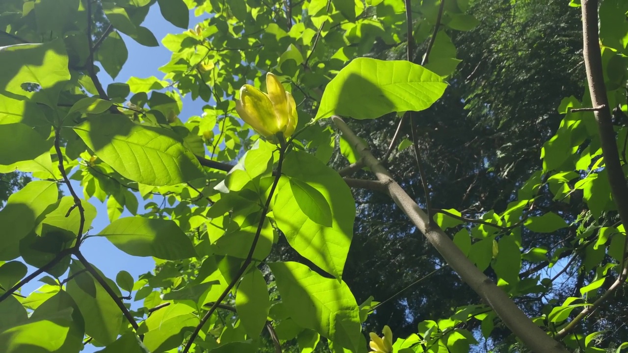 黄色的玉兰花，绿叶映衬着蓝天。视频素材