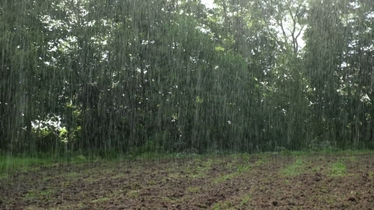 雨中从绿叶上滴下的雨滴。雨水落在绿色的植物上。夏天的天气。天然的情绪背景。冥想,放松。大雨淋浴。视频素材