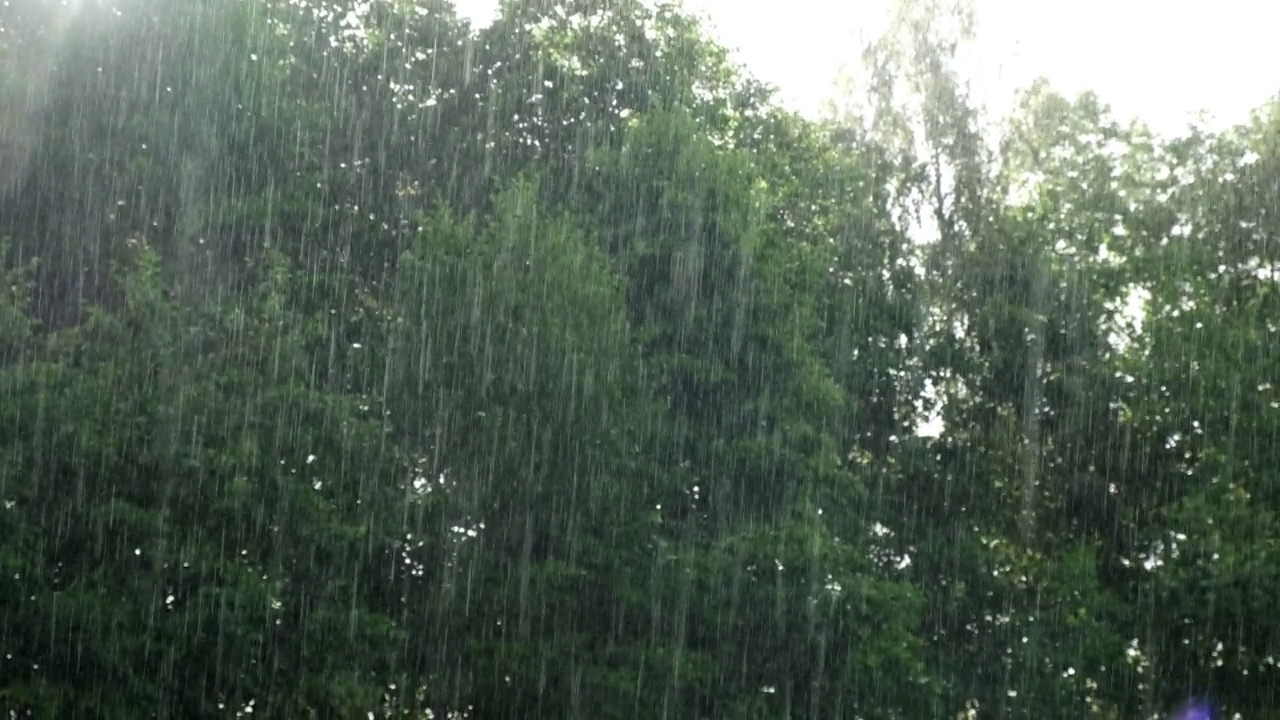 雨中从绿叶上滴下的雨滴。雨水落在绿色的植物上。夏天的天气。天然的情绪背景。冥想,放松。大雨淋浴。视频素材