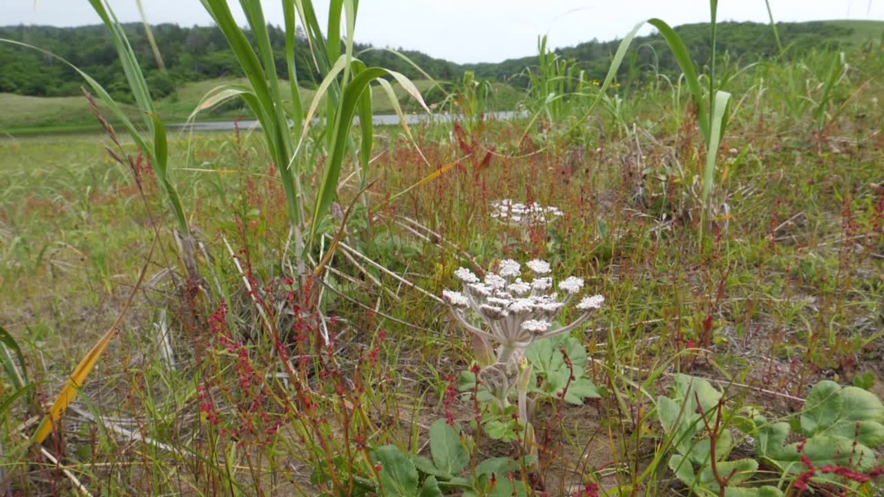 千岛群岛的国后岛植物群视频素材