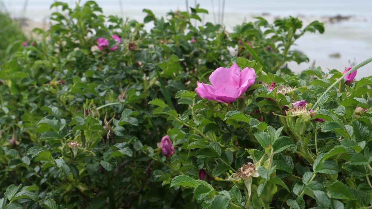 千岛群岛的国后岛植物群视频素材