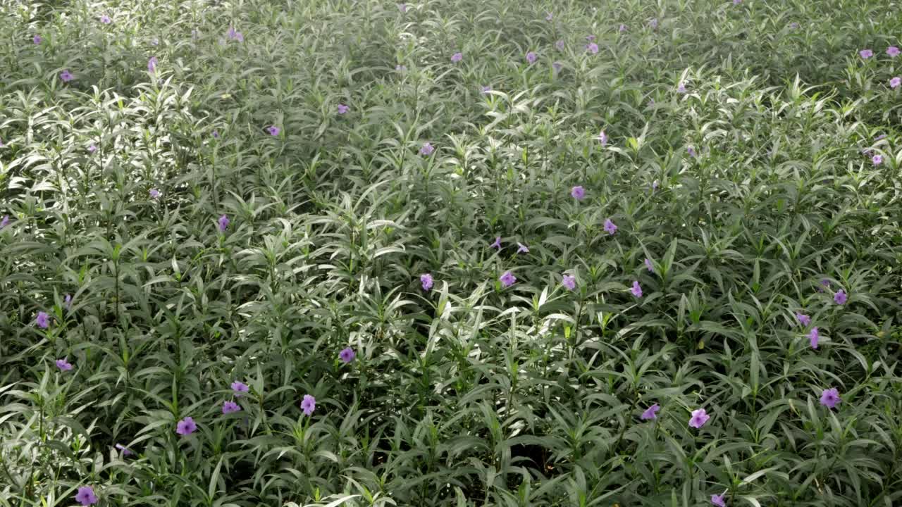 景观观的野花植物树田在自然的夏季景观美丽的背景视频素材