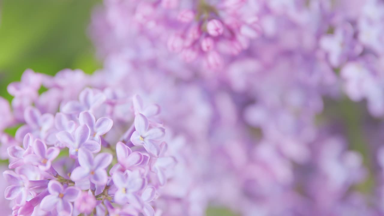 丁香花束背景。紫罗兰丁香盛开的背景。美丽迷人的紫丁香与细腻的香味。架的焦点。视频素材