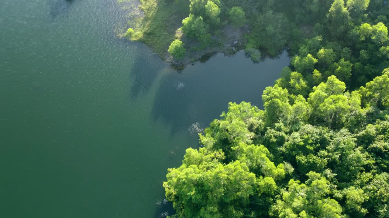 鸟瞰湖与绿色森林视频素材