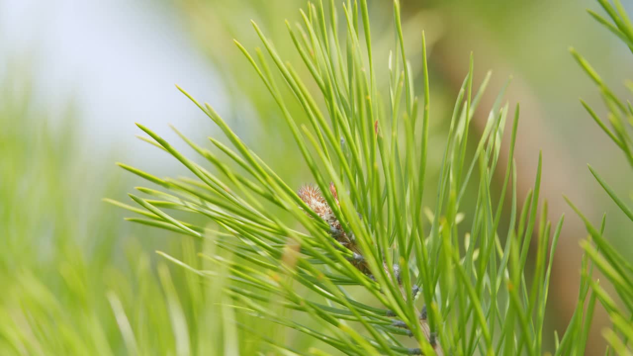 长着嫩枝的松枝在风中摇曳。生长在常绿针叶林中的幼松枝上的芽。缓慢的运动。视频素材