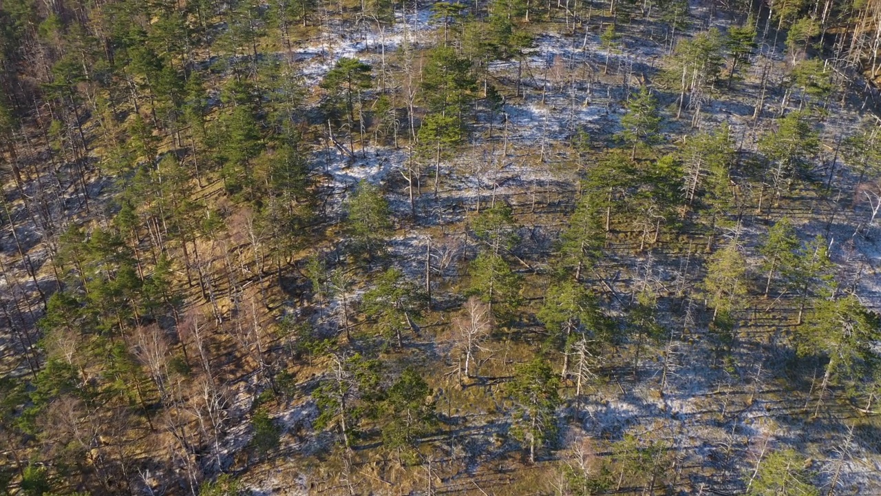 空中拍摄的迪西巴尔山度假胜地的松树林地视频素材