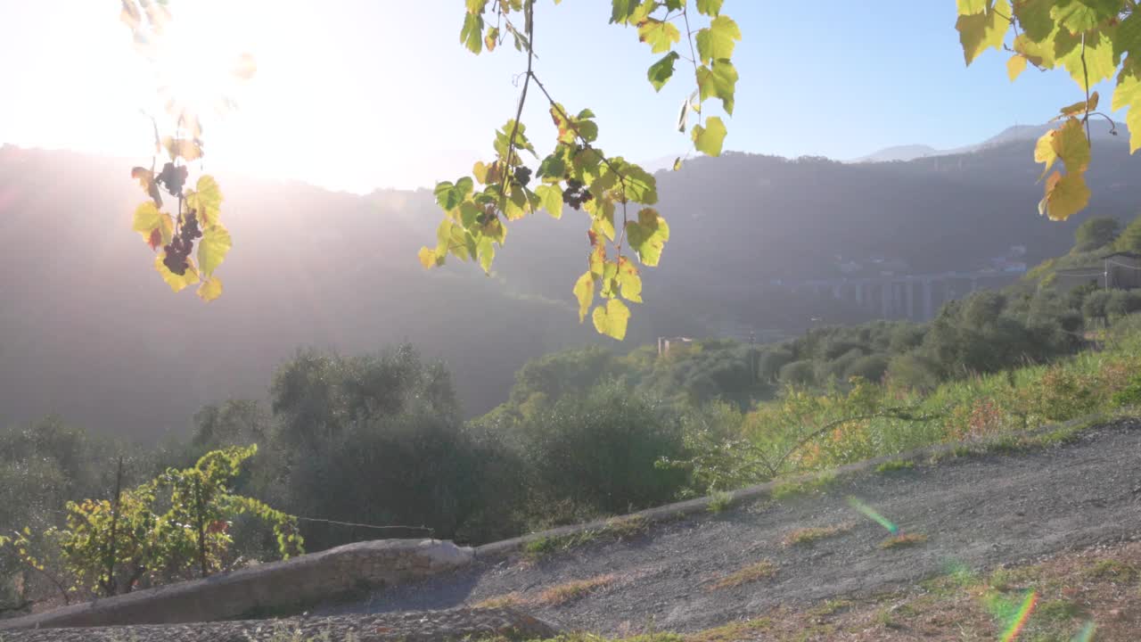 成熟的骑自行车夫妇停下来欣赏葡萄园的风景视频素材